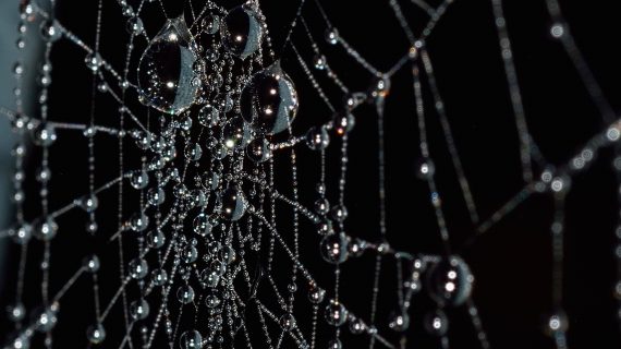 האורגת הגדולה